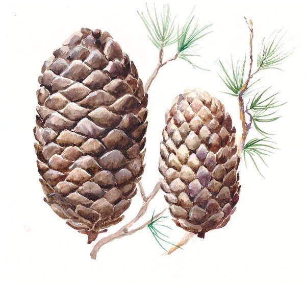 Шишки для детей цветные