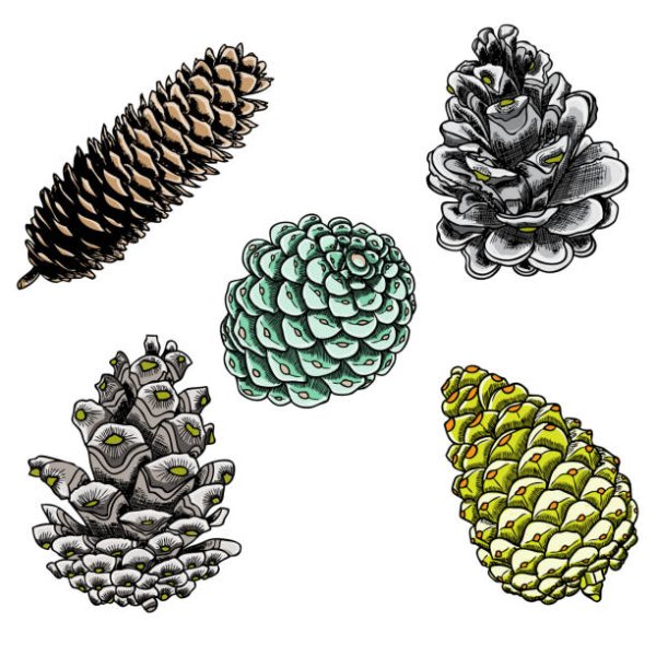 Шишки сосновые срисованы