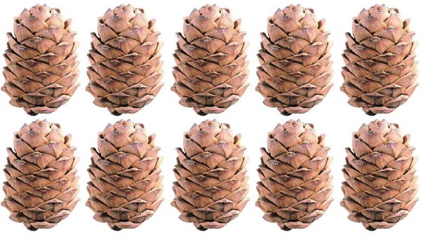 Кедровые шишки