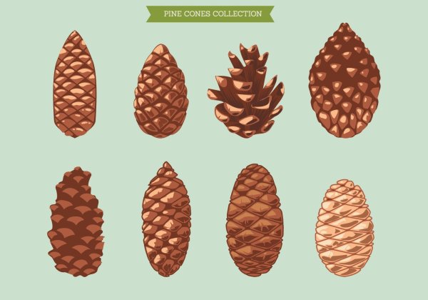 Pine Cones вектор