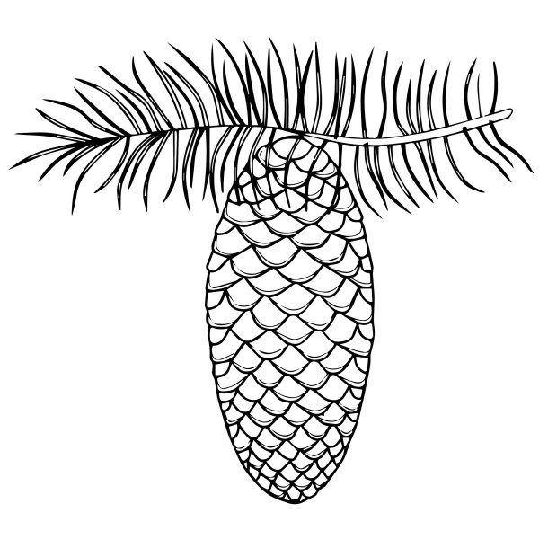 Шишка раскраска для детей