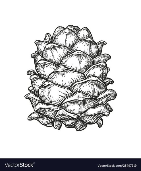 Кедровые шишки