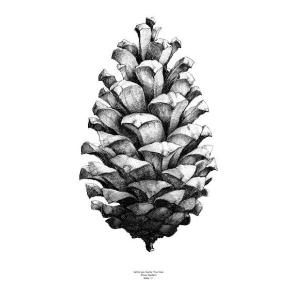 Шишка сосны тату