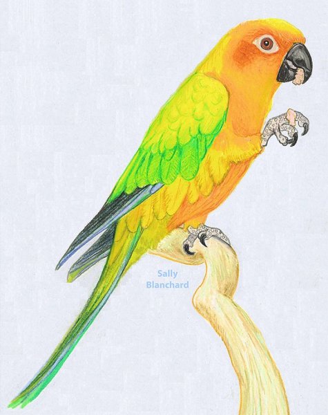 Попугай для рисования