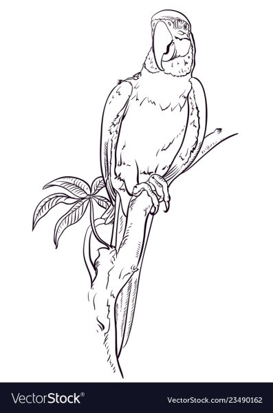 Раскраска попугай корелла