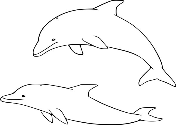 Дельфин рисунок карандашом