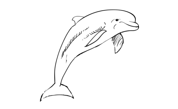 Черноморская Афалина раскраска