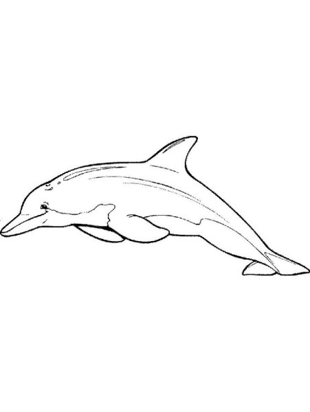 Рисунок дельфина карандашом