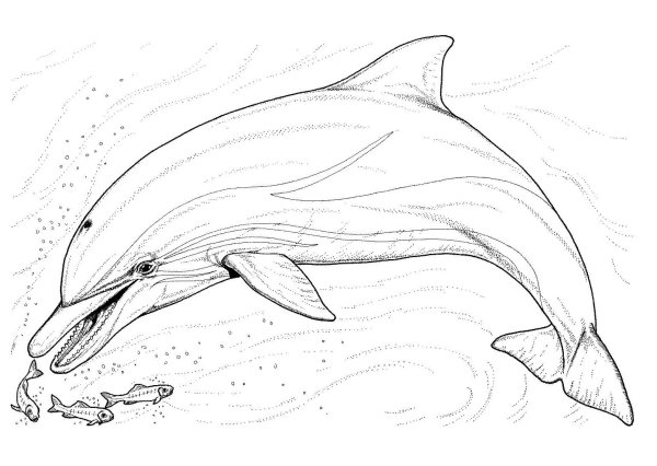 Раскраска Дельфин
