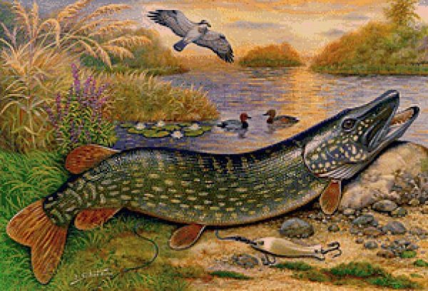 Щука картина