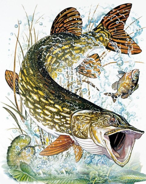 Щука картинка