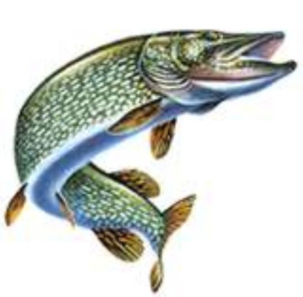 Щука на крючке