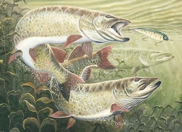 Картина щука Пайк