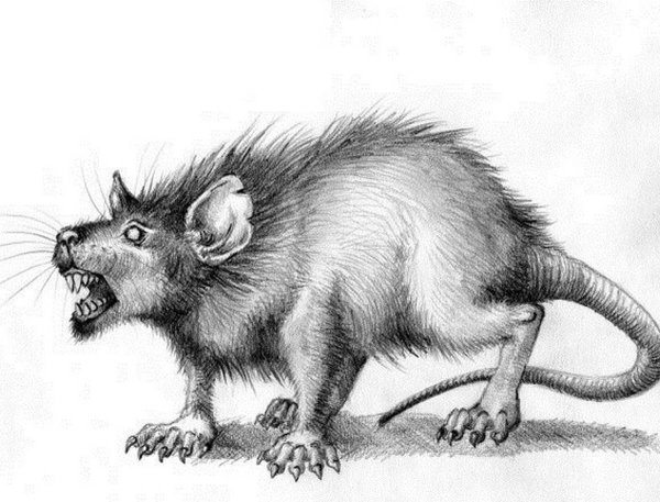 Зарисовки крыс
