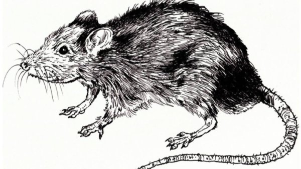 Черная крыса рисунок