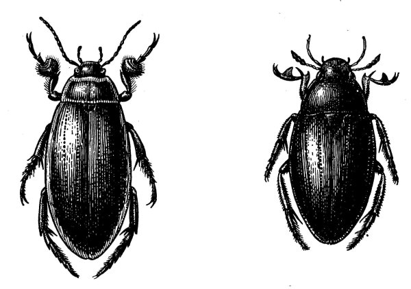 Жук плавунец черный