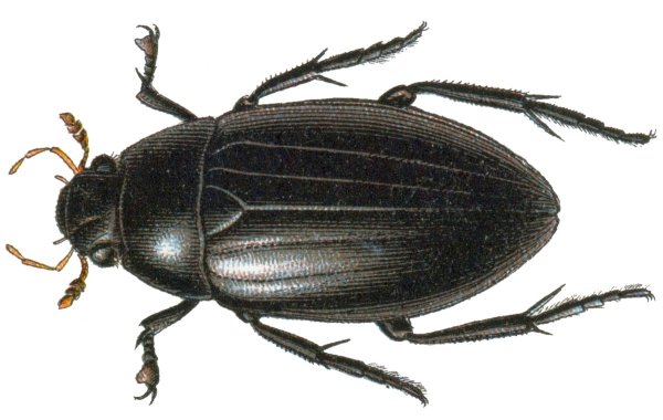 Жук водолюб (Hydrophilidae SP.)