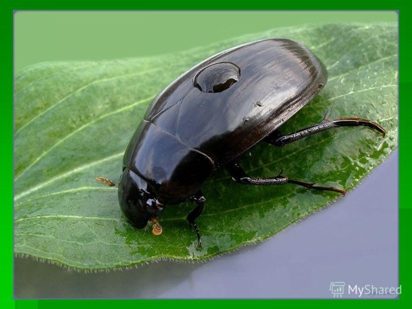 Плавунец и водолюб