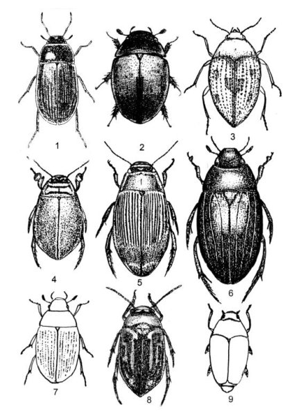 Жук плавунец стадии развития