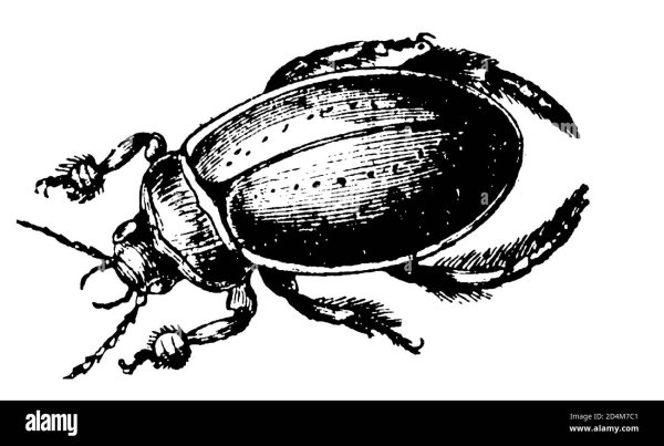 Жук плавунец на белом фоне