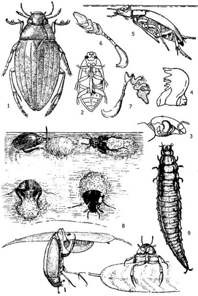 Hydrophilus piceus личинка