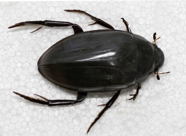 Жук черный водолюб
