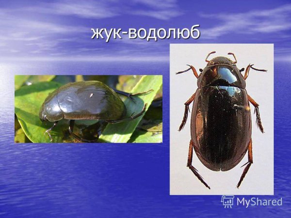 Жук водолюб большой обитание