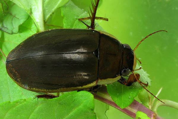Жук водолюб