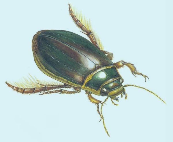 Жук плавунец гигантский зеленый