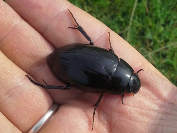 Жук-плавунец окаймленный