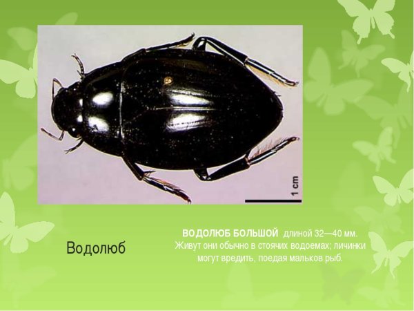 Плавунец водолюб большой Жук