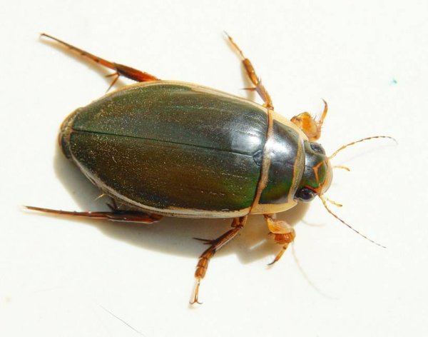 Жук плавунец