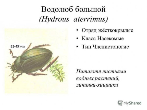 Форма тела жука водолюба