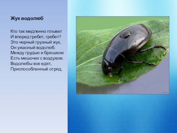 Жук водолюб описание