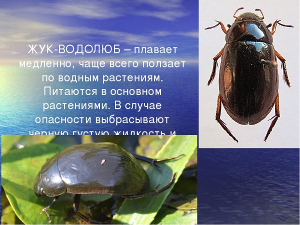Жук водолюб большой