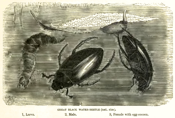 Самка жука водолюба