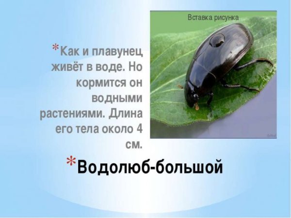 Жук водолюб и плавунец