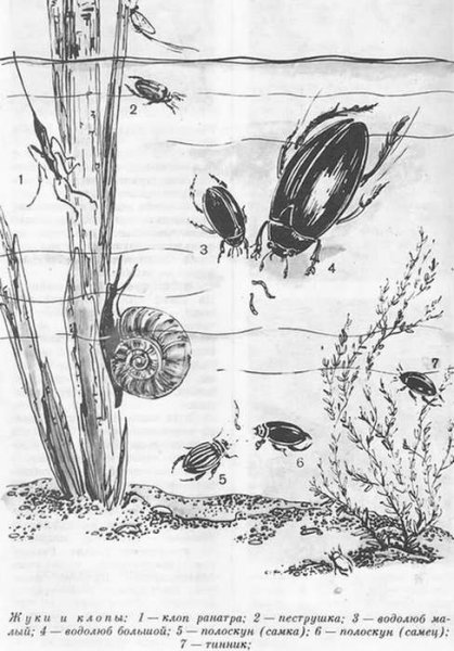 Раскраска Жук водолюб