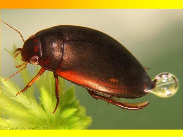 Жук плавунец