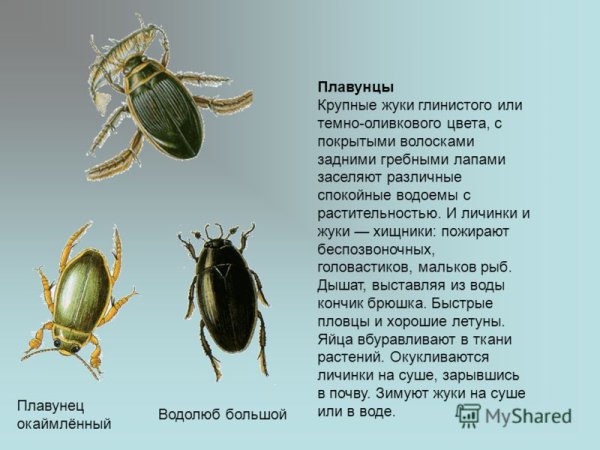 Питание Жуков плавунец окаймленный