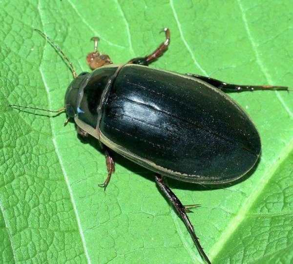 Жук большой черный водолюб