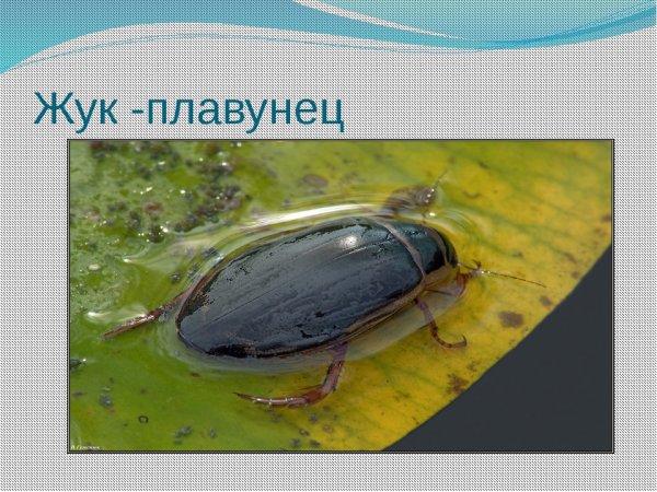 Жук плавунец пресных водоемов