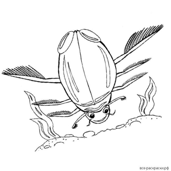 Жук плавунец биология