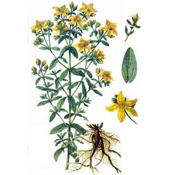 Трава зверобоя Фармакогнозия