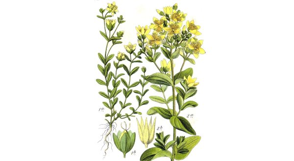 Зверобой соцветие