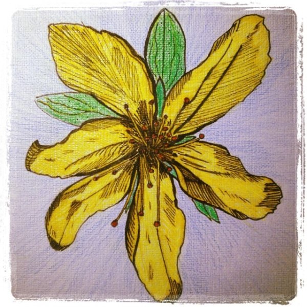 Зверобой трава карандашом