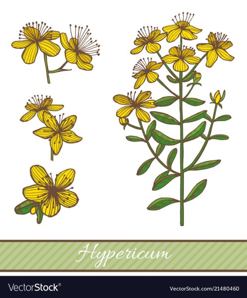 Зверобой продырявленный рисунок