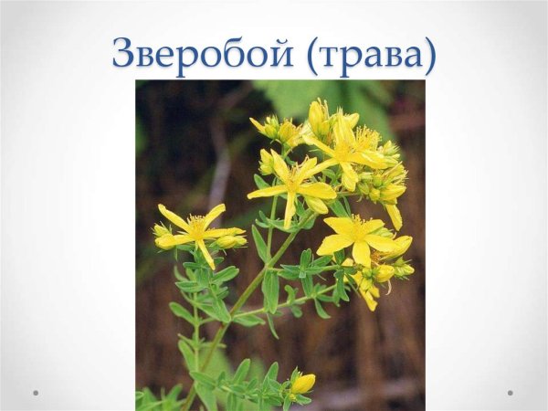 Зверобой для дошкольников