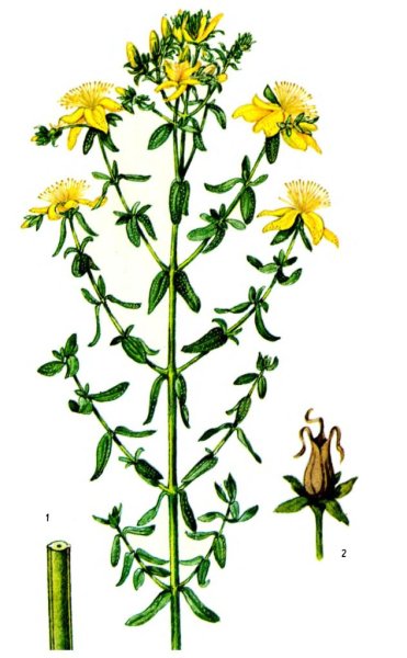 Зверобой пронзеннолистный