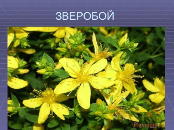 Зверобой надпись